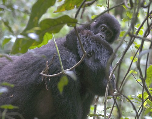 Grands Espaces - Ouganda