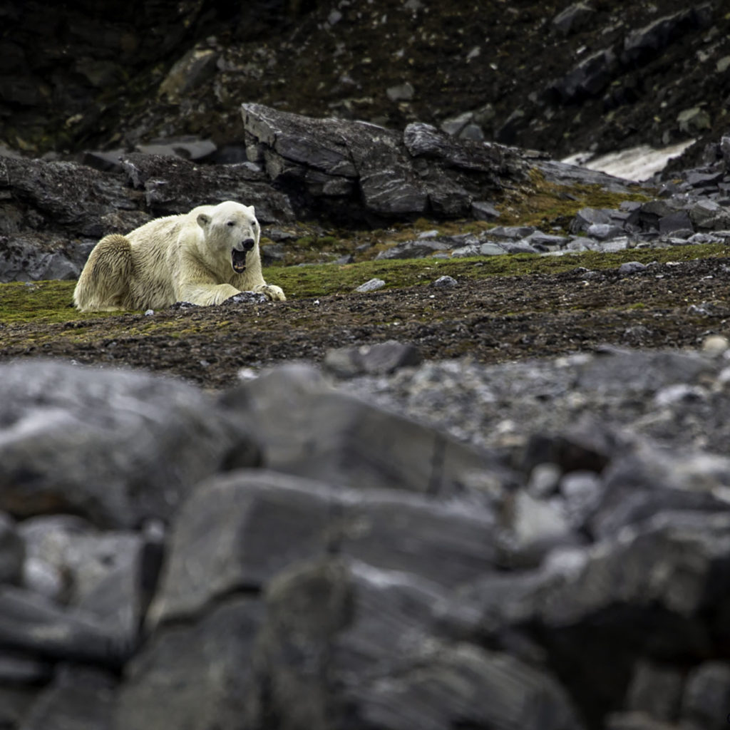 Ours Polaire - Croisière Arctique