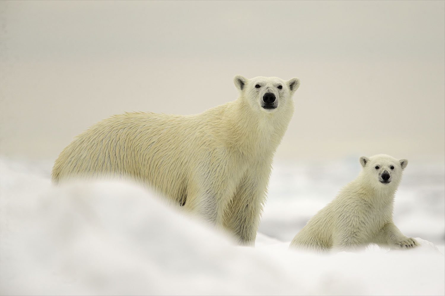 Ours Polaire - Croisière Arctique