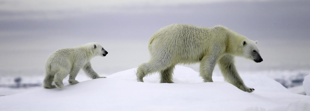 Ours polaire et ourson Spitzberg