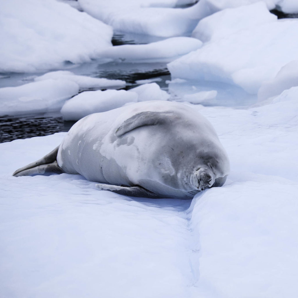 Croisière polaire Antarctique Phoque