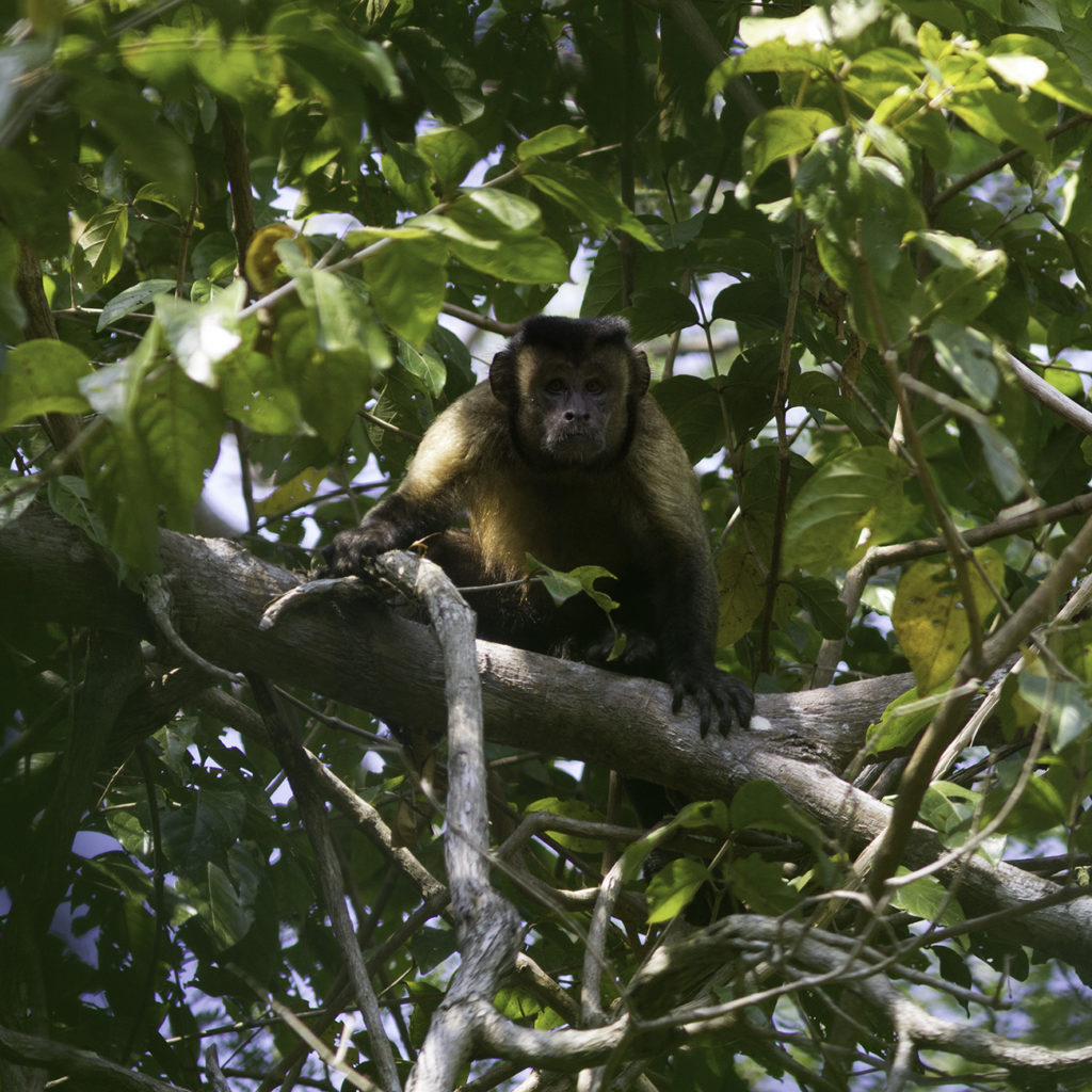 Voyage Amazonie observation Singes