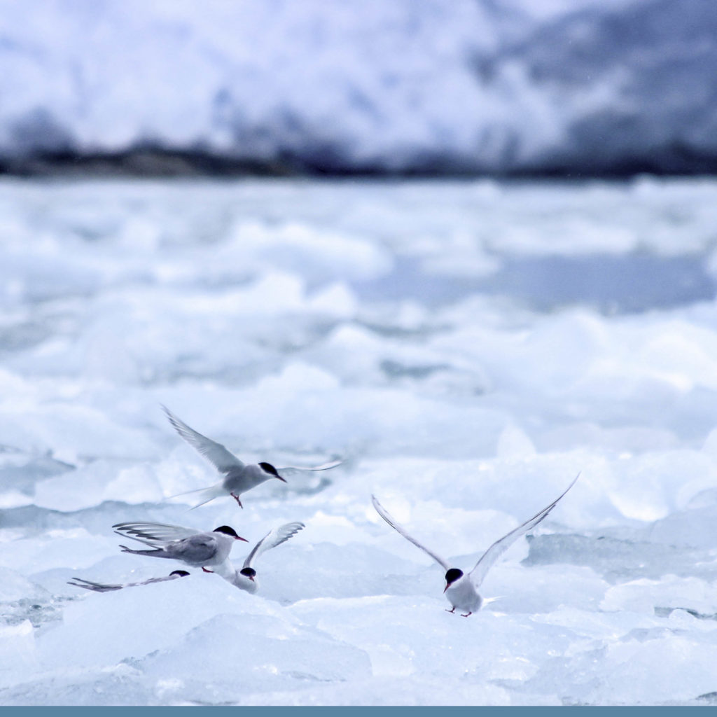 Observation Sterne Arctique