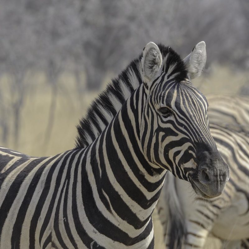 Grands Espaces - Namibie