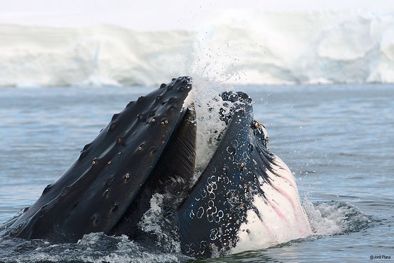 Baleine - Croisière Antarctique