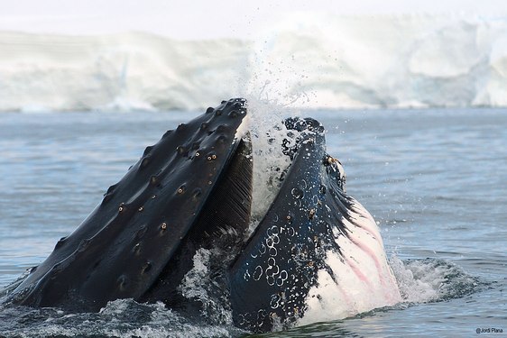 Grands Espaces - Antarctique