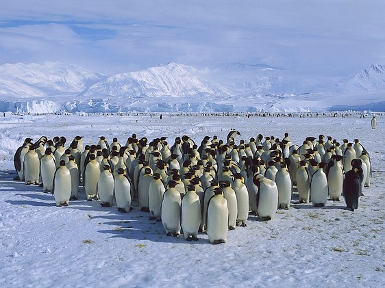 Manchots - Croisière Antarctique