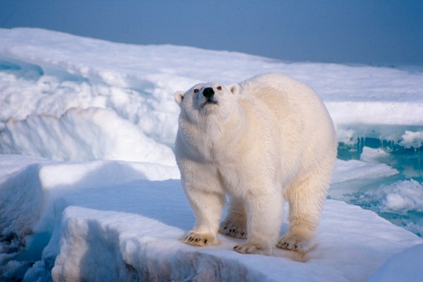 Grands Espaces - Ours Blancs