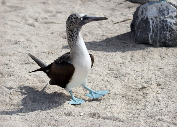 Grands Espaces - Galapagos