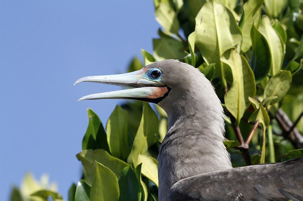 Grands Espaces - Galapagos