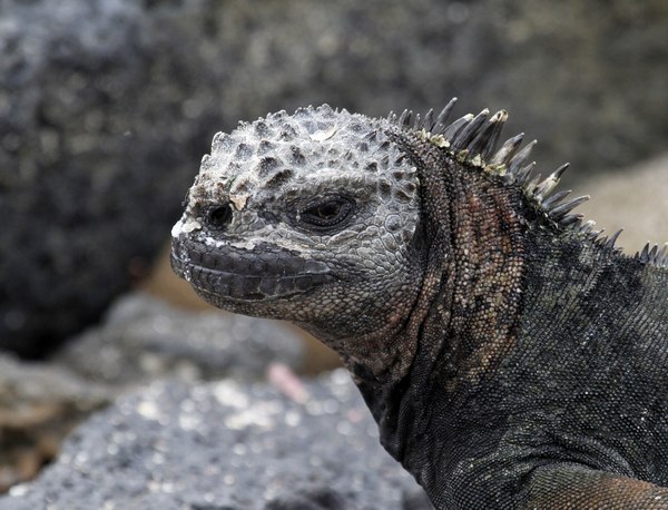 Grands Espaces - Galapagos