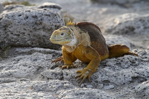 Grands Espaces - Galapagos