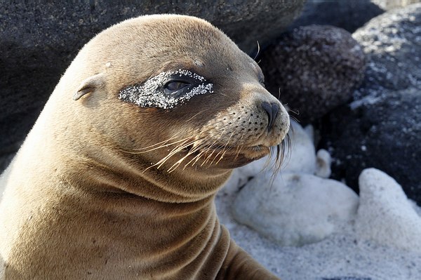 Grands Espaces - Galapagos