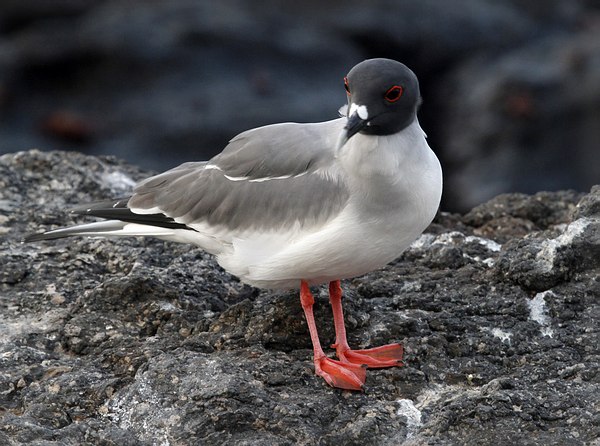 Grands Espaces - Galapagos