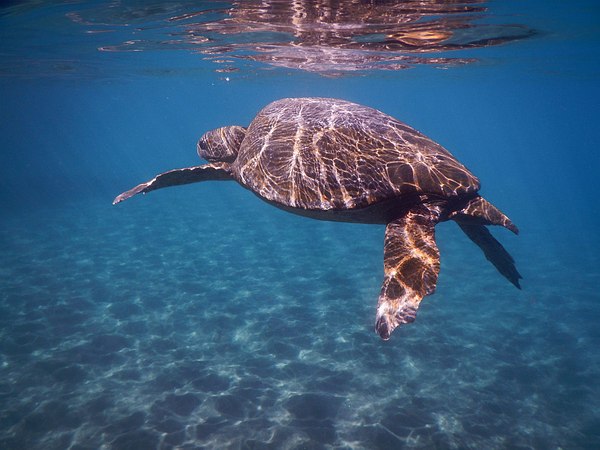 Grands Espaces - Galapagos