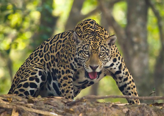 Grands Espaces - Amazonie