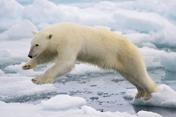 Croisière ours blancs