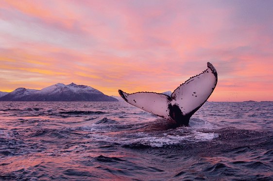 Voyage Aurores Boréales - La laponie en hiver à bord du Polaris