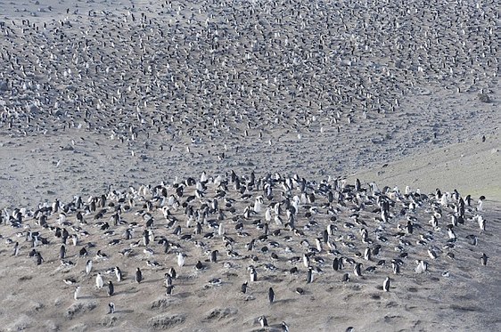 croisière antarctique manchots colonie