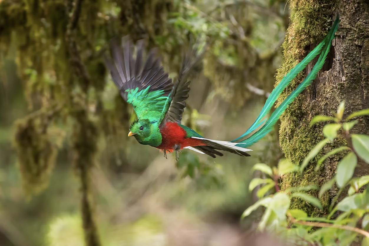 Les 10 espèces emblématiques du Costa Rica ! - Grands Espaces