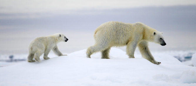 10 choses à savoir sur les ours - QUATRE PATTES en France - Organisation  mondiale de protection des animaux