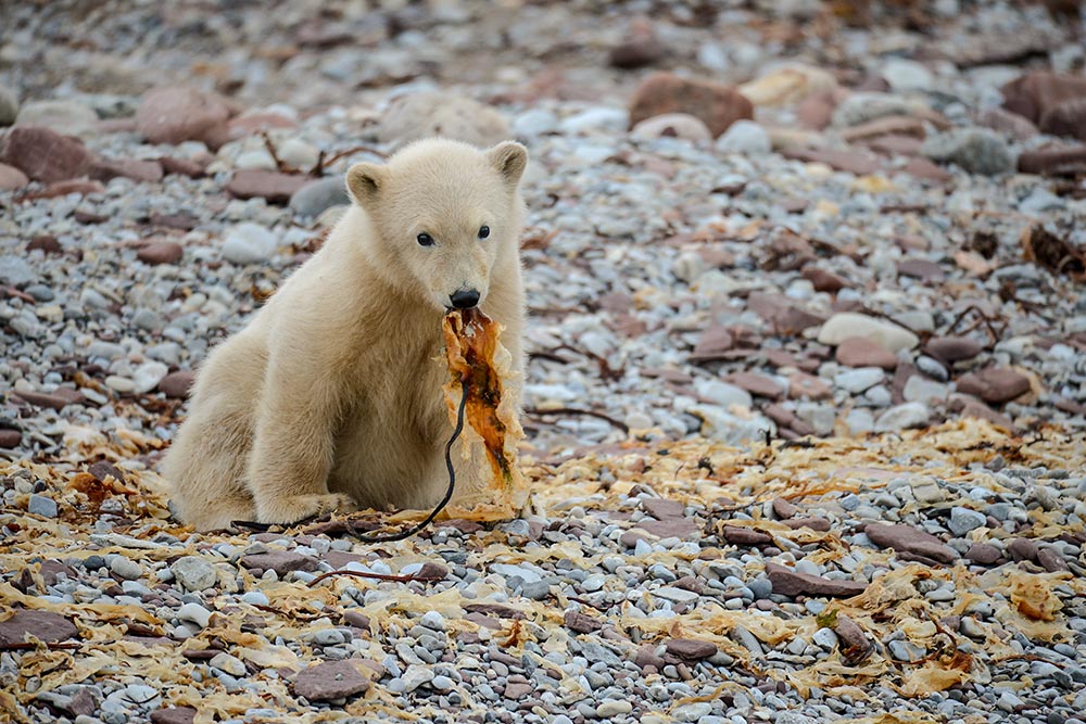 Conferences Sur L Ours Polaire Jan Stirling Jon rs Et Nikita Ovsnianikov Grands Espaces