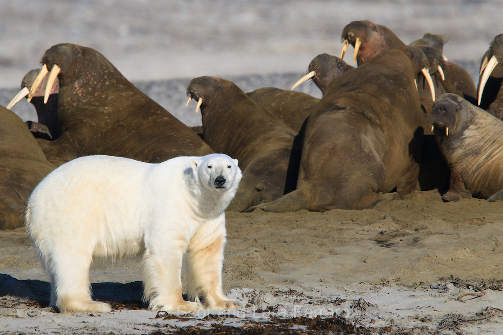 Ours polaire et morses