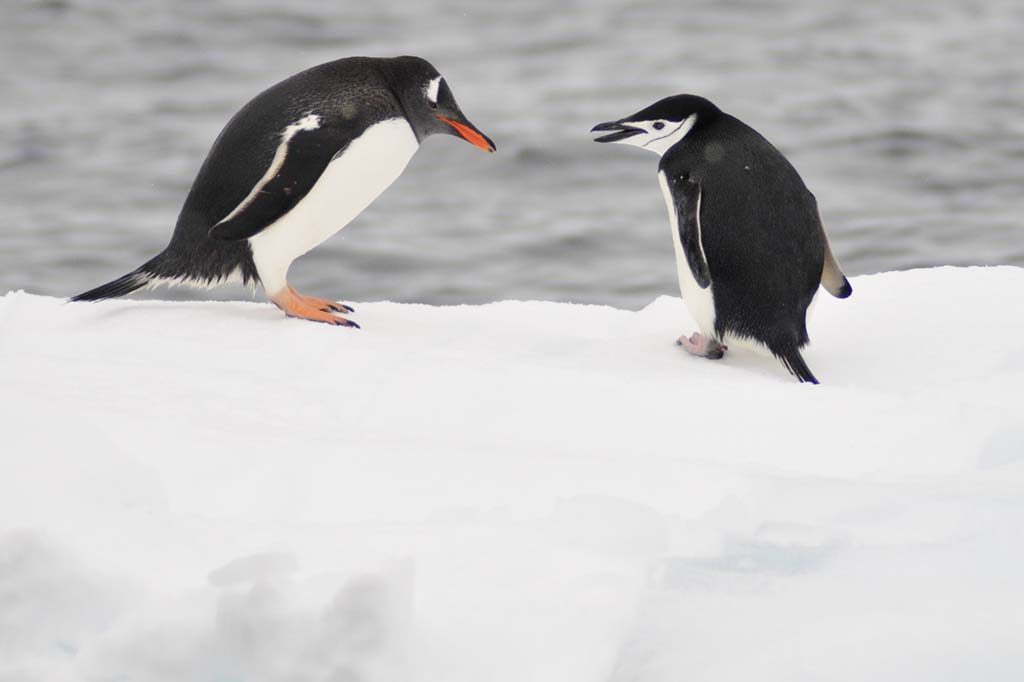 Découverte des manchots en Antarctique