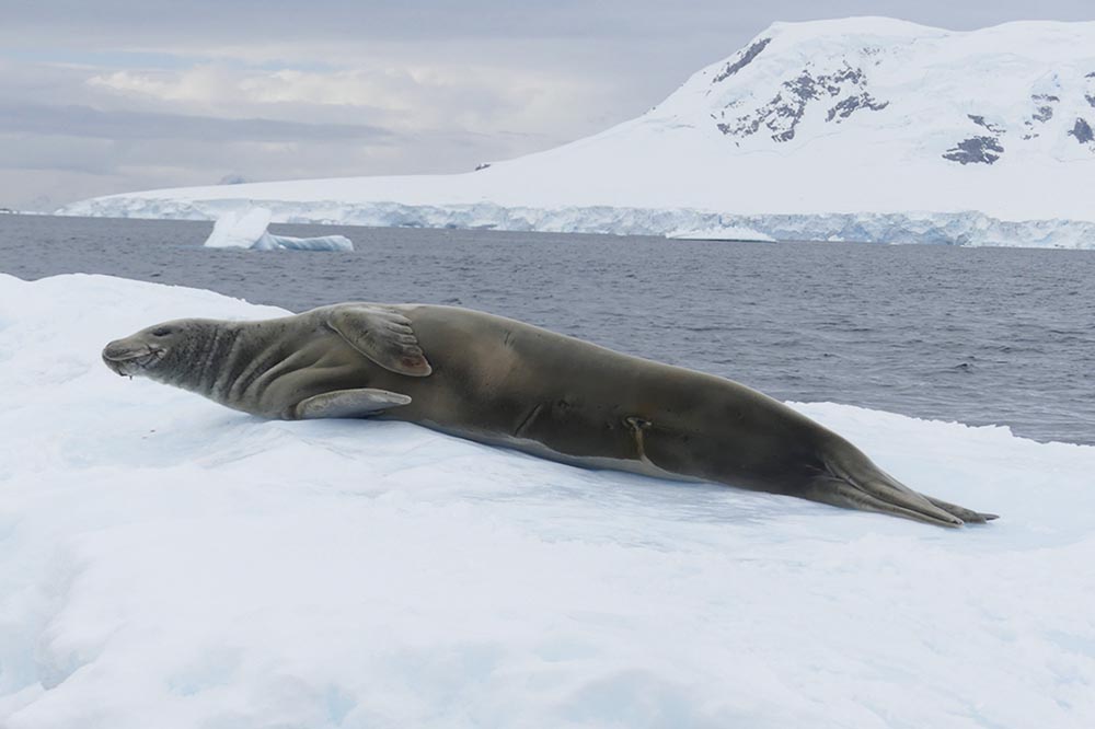 Phoque Wedell Antarctique