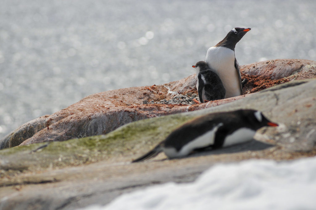 Manchot Antarctique