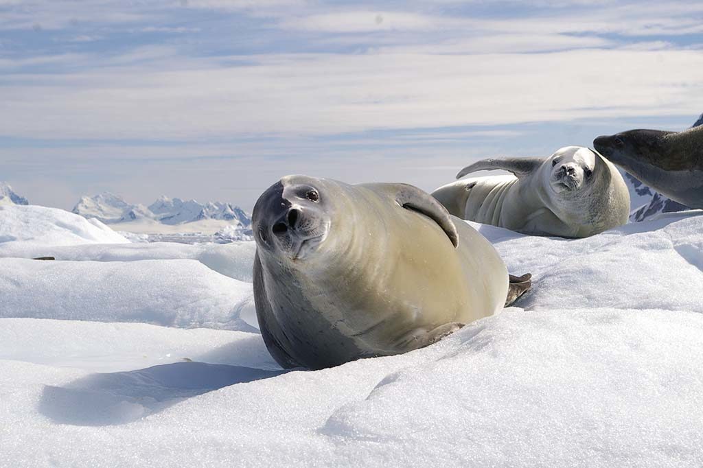 Découverte des phoques Weddell lors de la croisière en Antarctique
