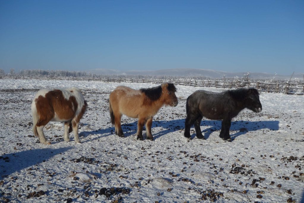 Circuit Sibérie chevaux yakoutes