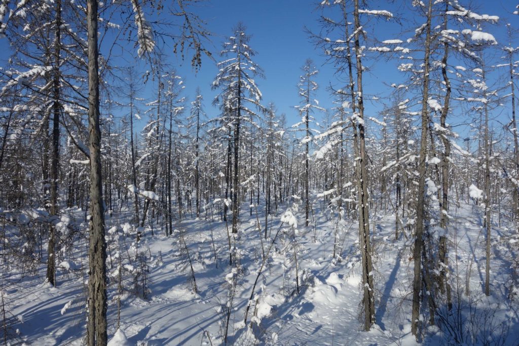 taiga Circuit Sibérie