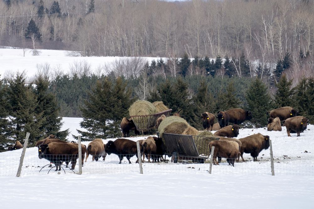 bisons circuit québec