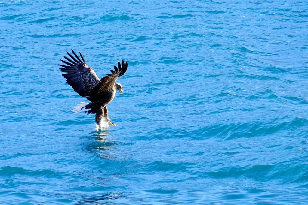 croisiere Norvege aigle pecheur