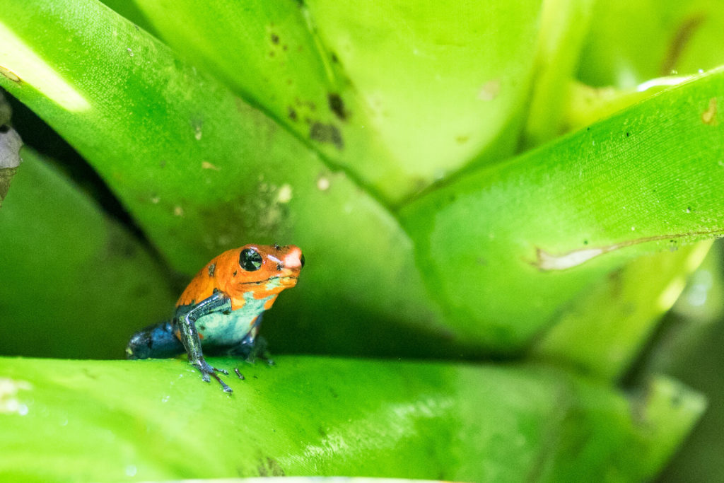 Grenouille Costa Rica