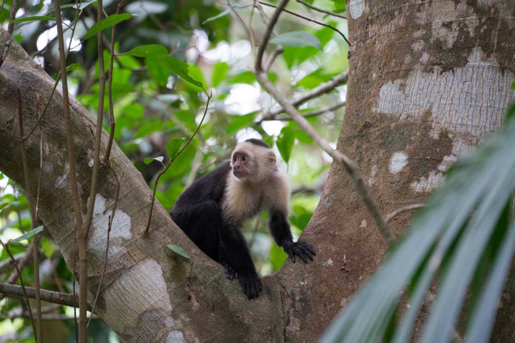 capucin costa rica