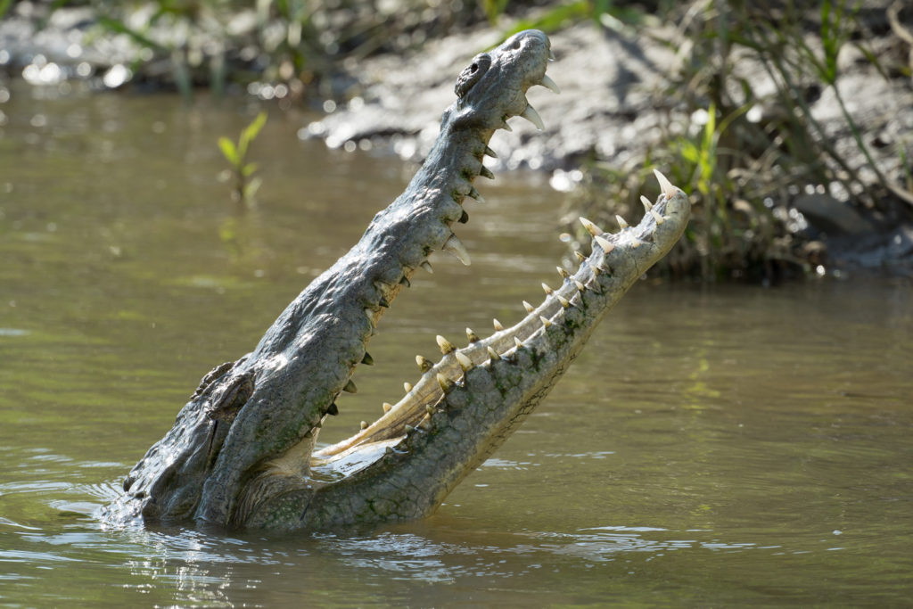 circuit Costa-Rica Crocodile