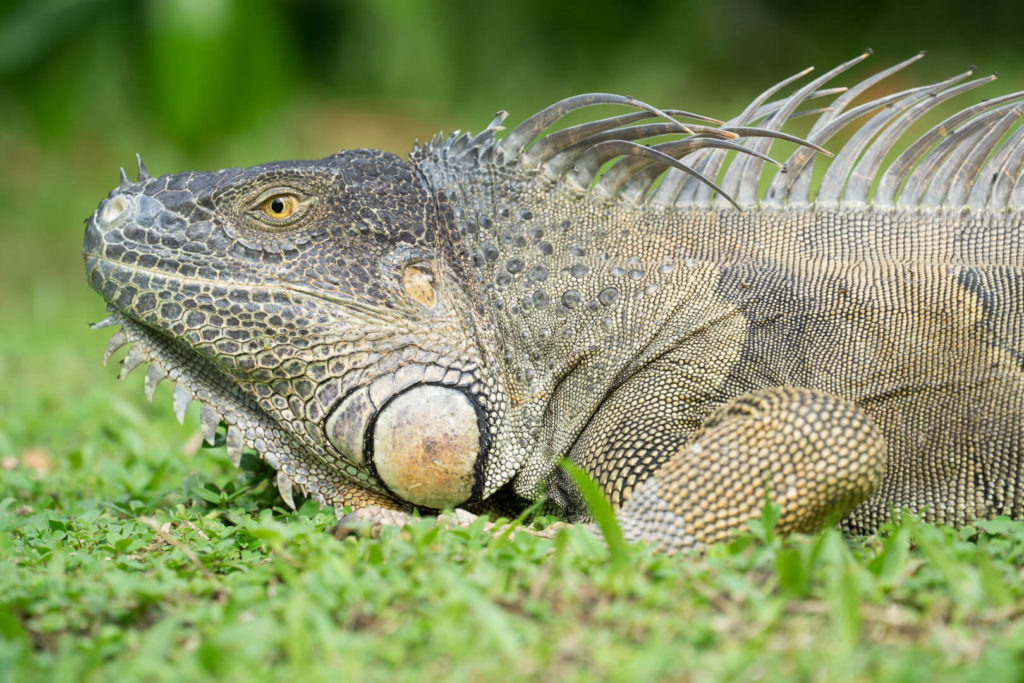 Voyage Costa-Rica Iguane