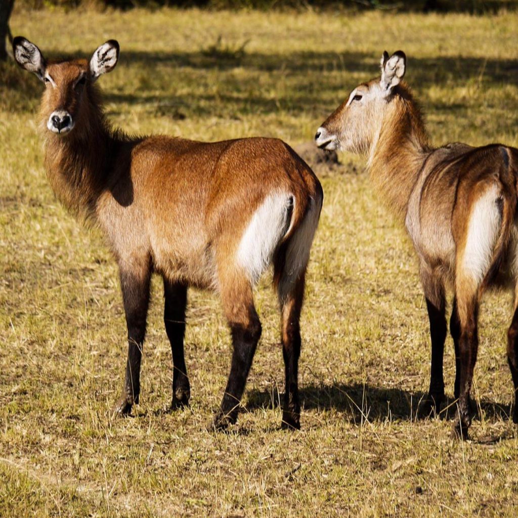 Defessa Ouganda Mburo