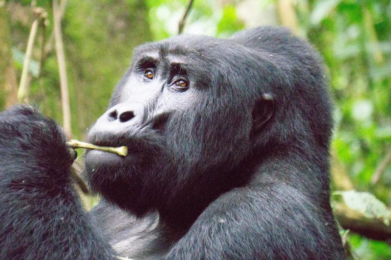 Gorille Ouganda