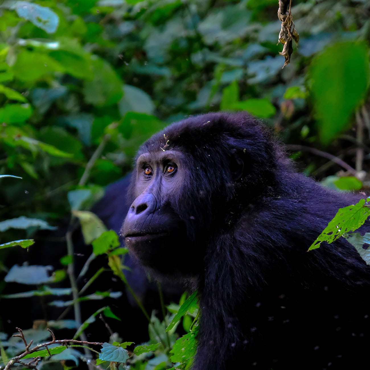Voyage Ouganda Observation Gorriles Chimpanze Uganda