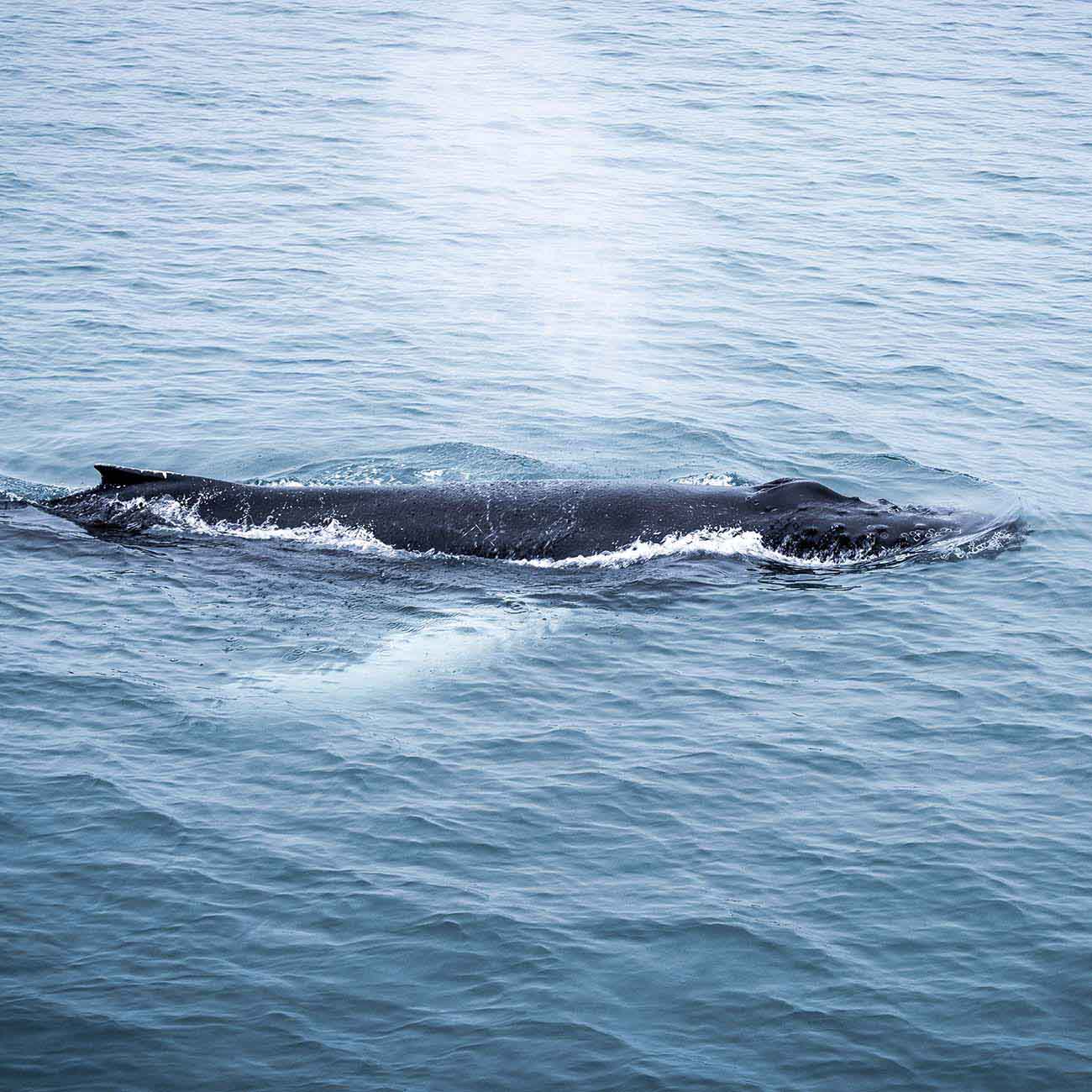 Baleine a bosse