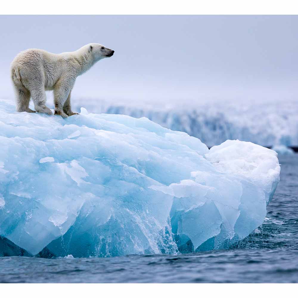 Ours polaire sur Iceberg Spitzberg