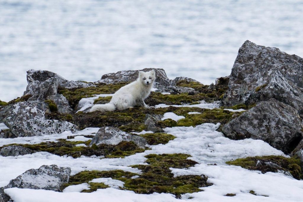 Croisière Polaire au Spitzberg à bord du Polarfront