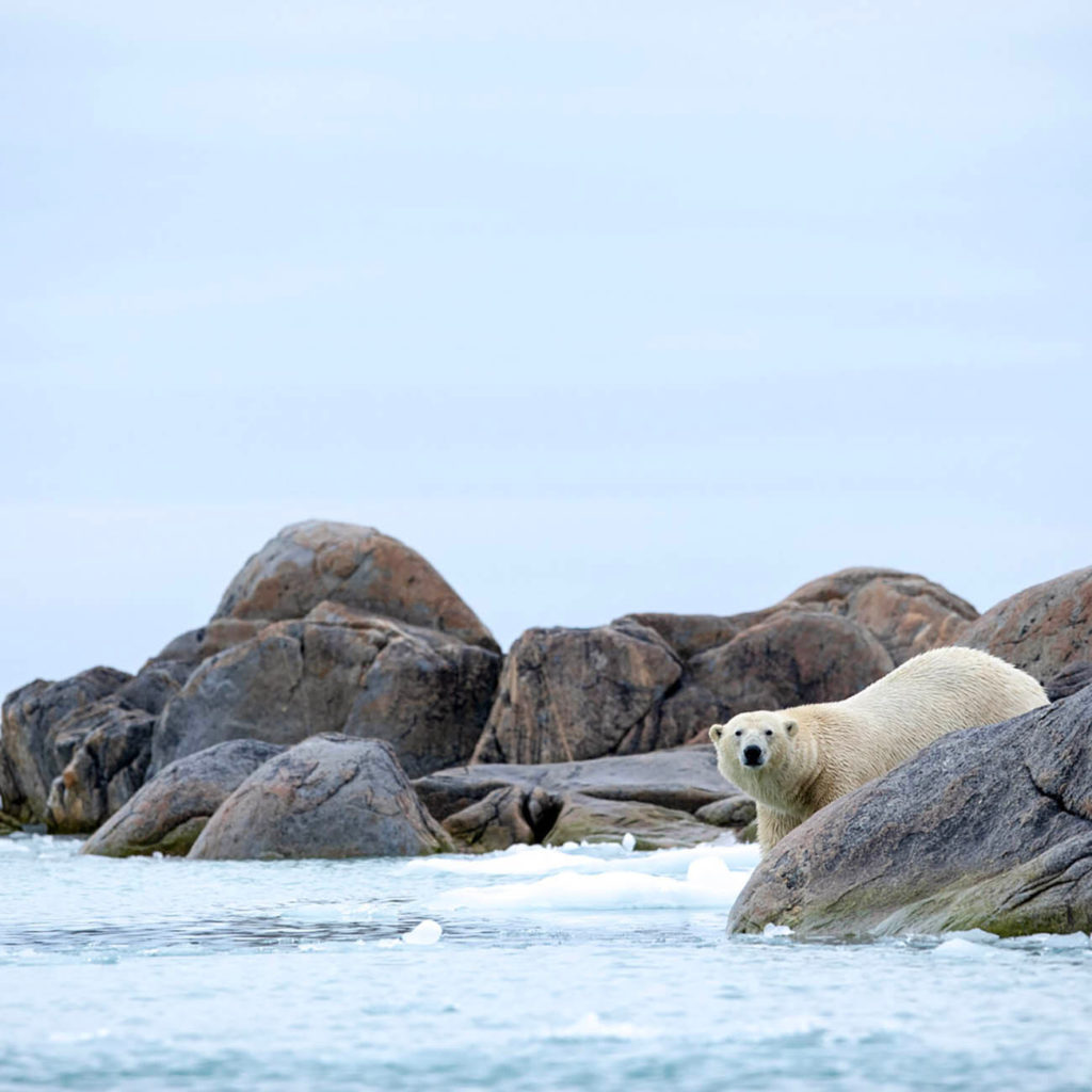 Observation de l'ours polaire au Spitzberg