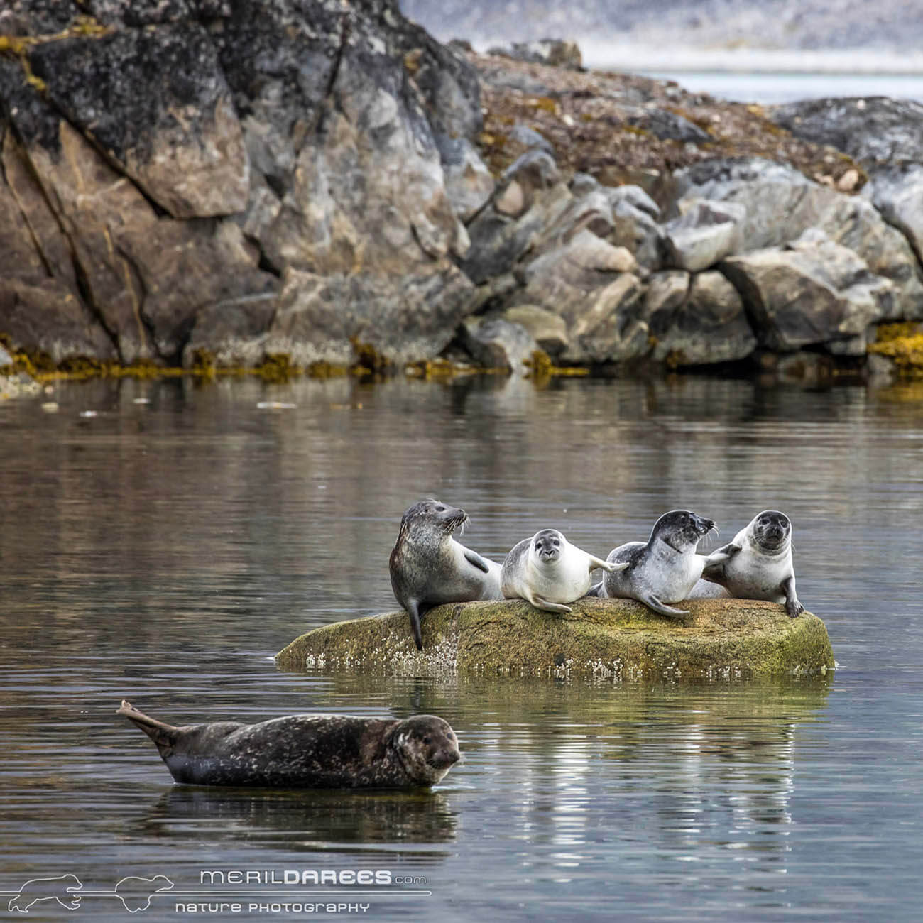 Phoque Svalbard