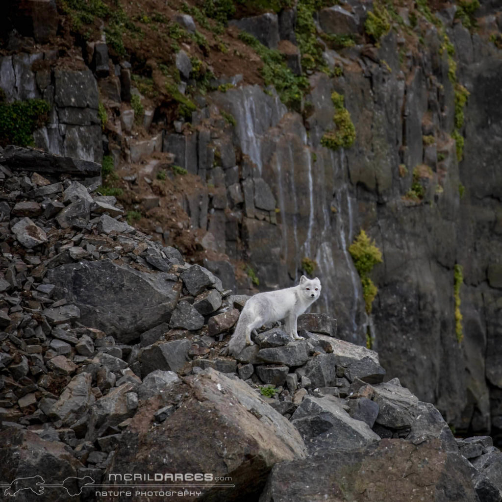 Renards Polaires Svalbard