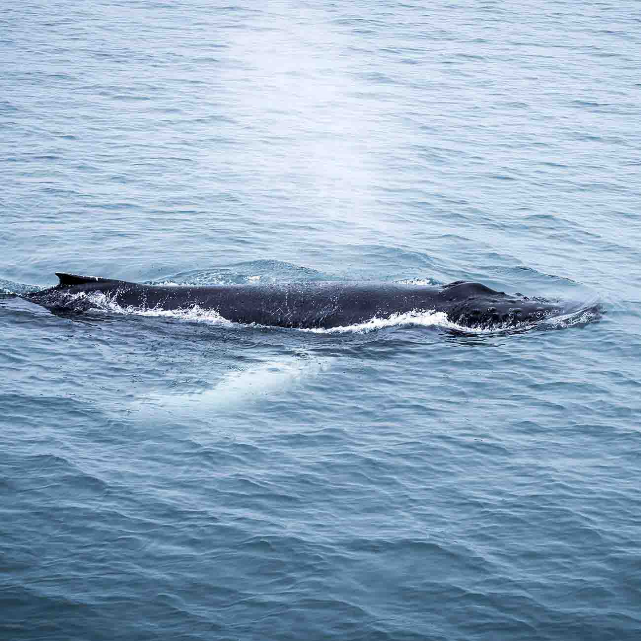 Baleine à bosse