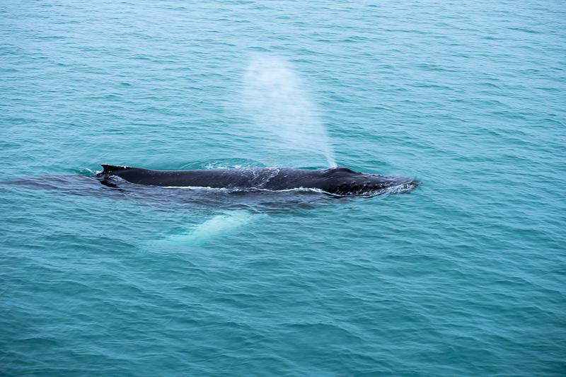 Baleine a bosse - Croisière Spitzberg